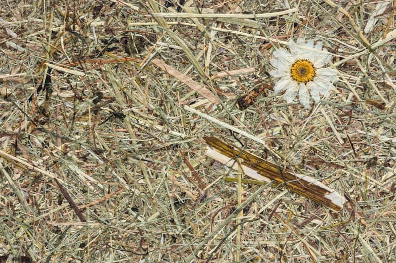 Wildspitze Margeritta